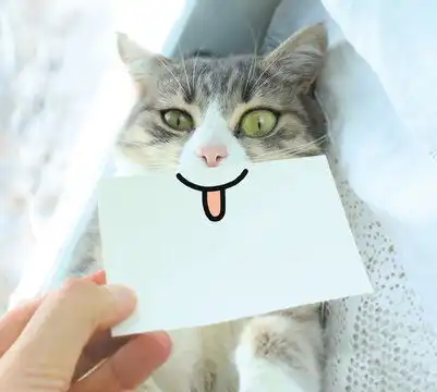 点击来源直接获取大图文件一只有趣俏皮的灰色猫在白色床单上笑着伸出舌头躺在窗台上晒太阳摄影搞笑猫猫高清大图