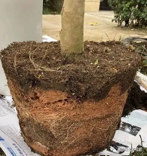 怎么把图片四角去掉从南方买回来的茶花盆栽到北方养,需要去土洗根吗怎么上盆好...