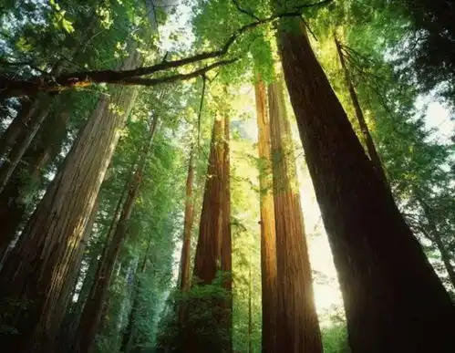 西双版纳哪里值得玩来曼听公园感受雨林文化