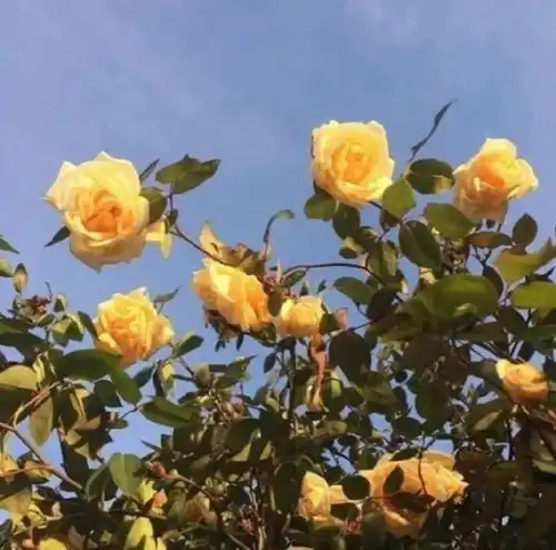 听起来少年感十足的句子