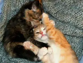 情人节里动物也来虐狗9