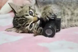 相机不小心落入小奶猫手中,竟然得出意想不到的惊喜