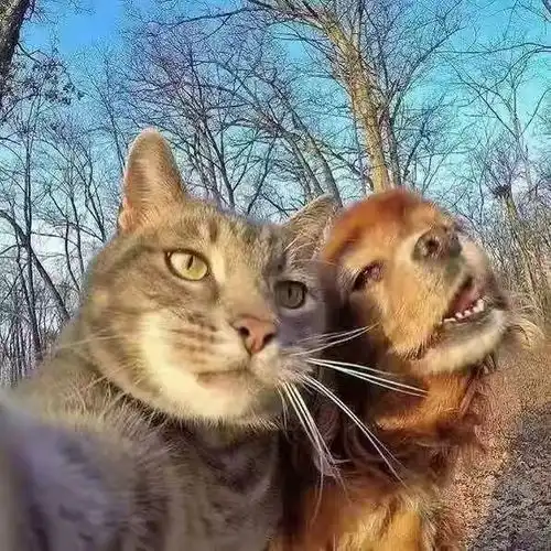 热门优质头像头像