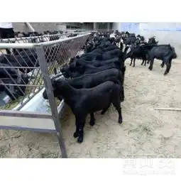 贵港黑山羊种羊价格-黄页88网