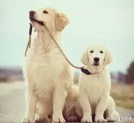 好看的金毛狗狗头像