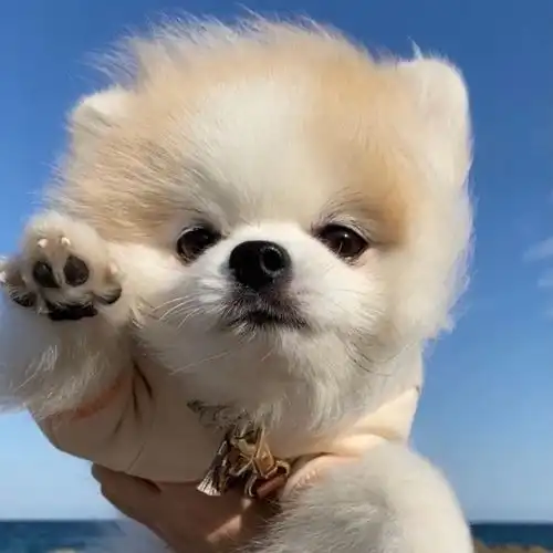 萌系头像q版动物狗狗