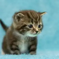 卖萌哒小猫咪qq头像