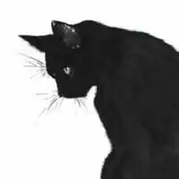 气黑猫头像图片大全微信头像图片大全