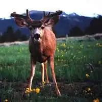 麋鹿头像唯美微信头像图片大全