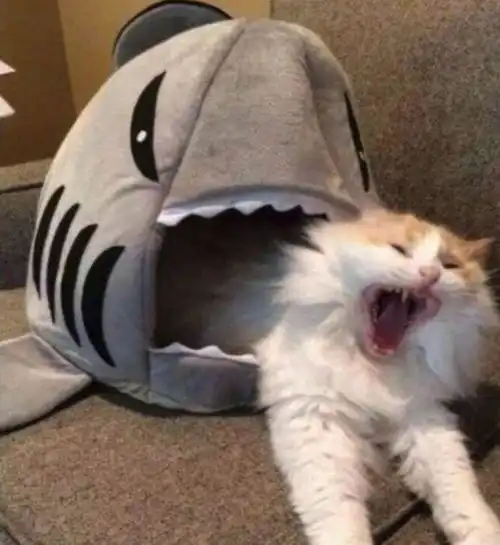 看看猫奴买的那些奇葩猫窝,还有鳄鱼造型的,让猫咪钻到鳄鱼嘴里