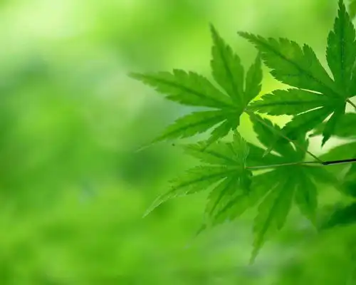 绿系动漫壁纸护眼