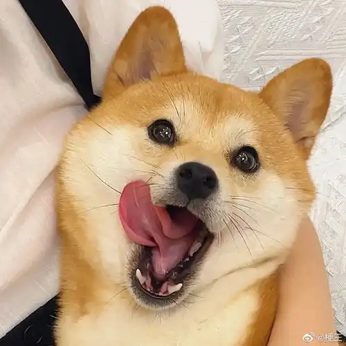 热门热门微博微博萌宠