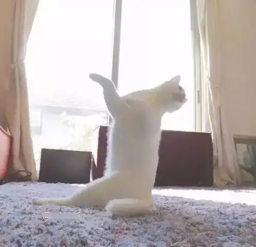 有人说猫是天生的舞者,可我怎么觉得像....