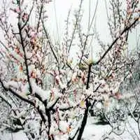 傲雪寒梅高清头像图片