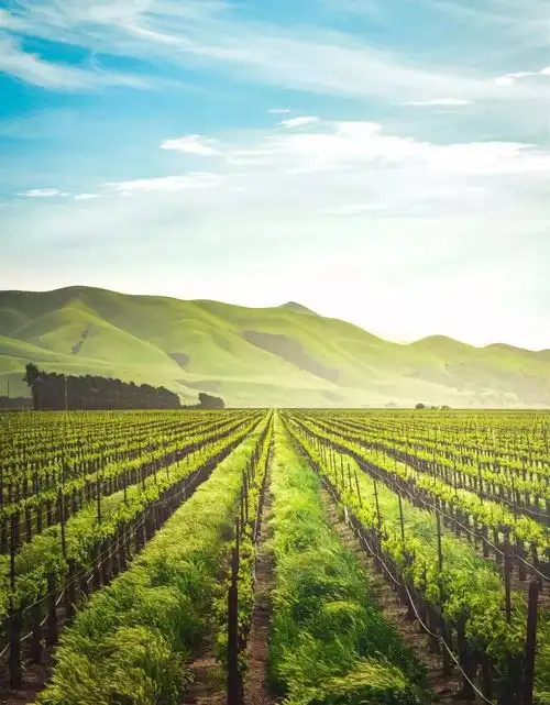 你好,六月,愿所有美好如夏花般绚烂