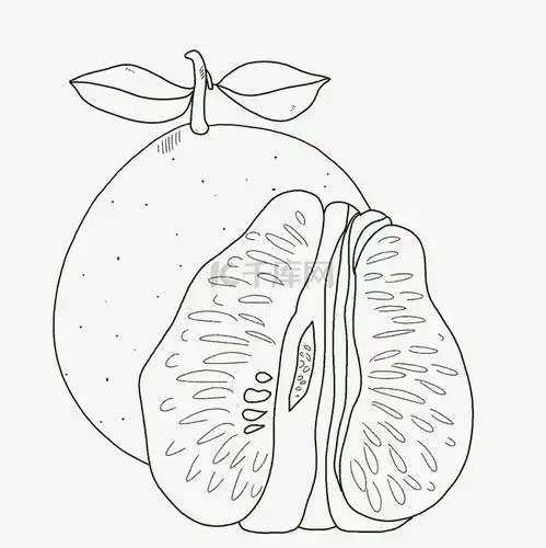线描食物柚子素材图片免费下载千库网