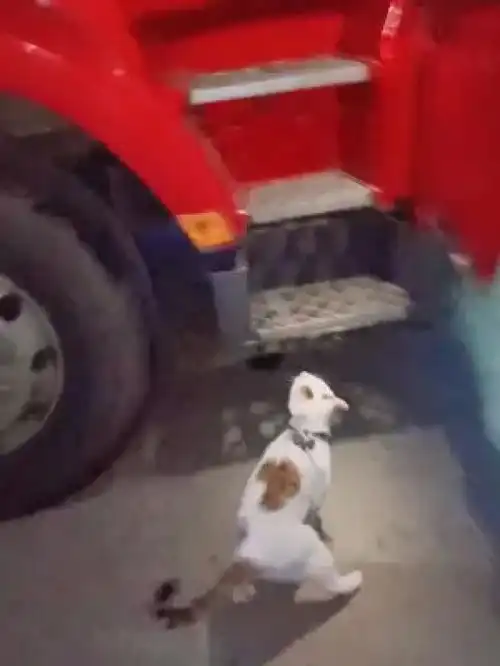 空军1号,两位领导的专车猫咪猫卡车猫王