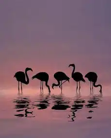 唯美的剪影摄影作品晚霞中的火烈鸟