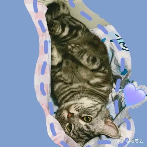 养一只猫需要多少钱