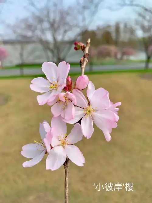 辰山植物园恬淡轻盈的彼岸系列樱花