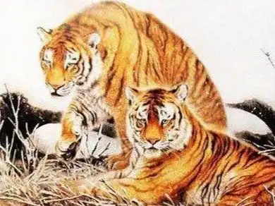 10月5日起,属虎属兔属龙运势提点攻略,属虎有贵人惊喜多多