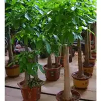 带来好运微信头像风水吉祥微信头像图片大全