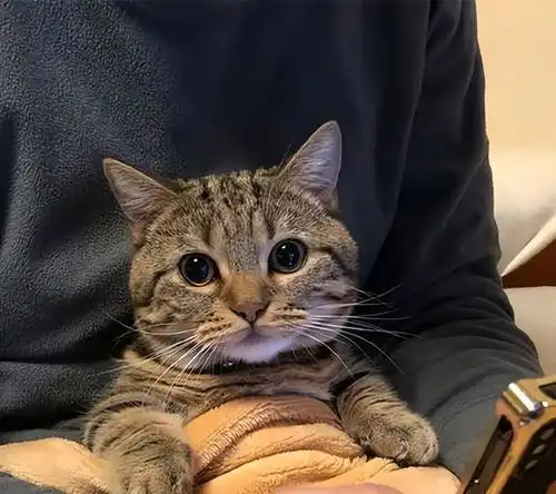 当你抱猫时,在它心里,是这么想的