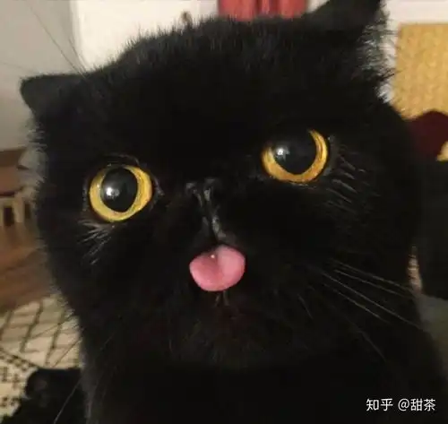科普土猫分类,如何选个主子来伺候