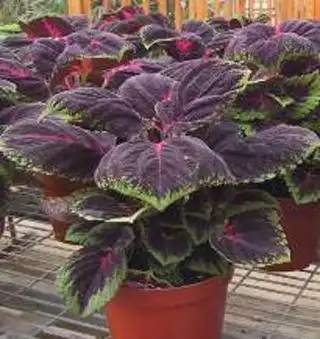 客厅想要添香气,就养5种花,爱爆盆,闻不腻,还能做菜