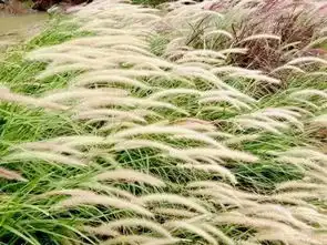 美cry6000㎡刷爆朋友圈的粉色花海就在深圳附近还免费