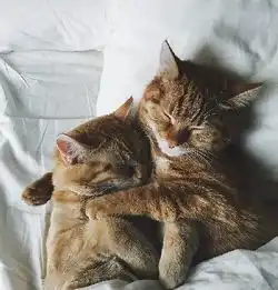 这两只曾经被遗弃的小奶猫,现在过得怎么样了