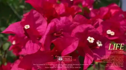 今日份绚丽多姿醉美花海季治愈系风景院子生活