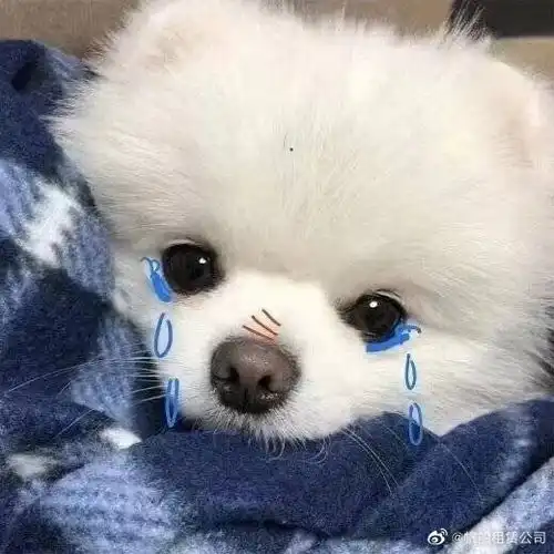 求求类似动物图