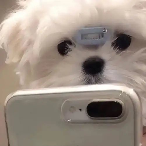 爹系男友动物头像男友