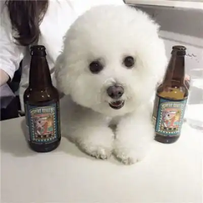 呆萌比熊犬头像宠物比熊图片大全可爱
