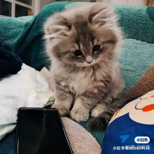 蓝猫和银渐层能配出什么样的小猫