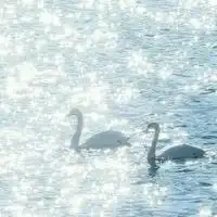 一岁一枯荣主播电台网易云音乐