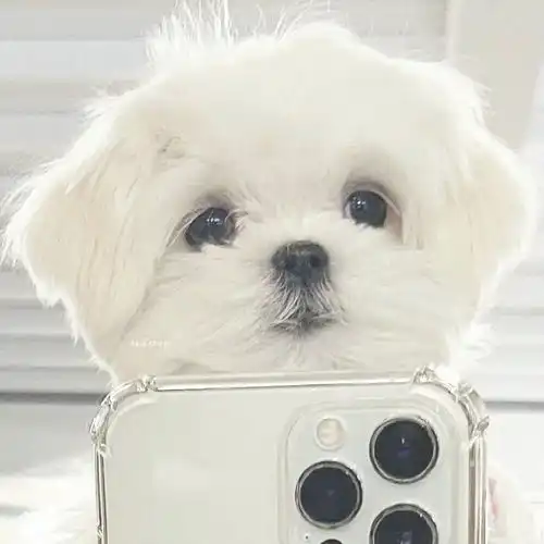 可爱小狗头像情侣