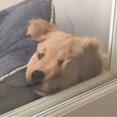 搞笑动物头像笑死人高清搞怪逗比小动物头像