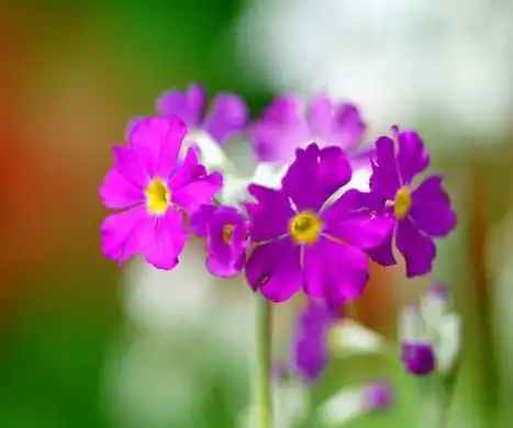 三对生肖结为夫妻,夫妻感情和睦,子女前途远大,定能光宗耀祖