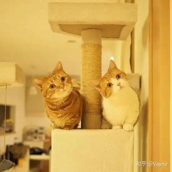 如何选择猫咪奶粉呢,猫咪羊奶粉推荐