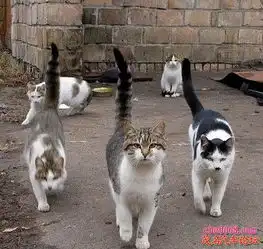 我们不是黑社会