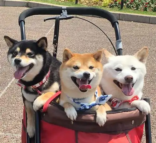 说起宠物狗中体格较小的豆柴犬,生活中我们要怎么去照料才合适呢