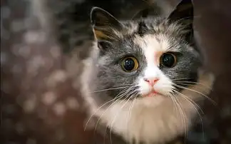 猫局部脱毛皮肤变黑,猫皮肤发黑掉毛