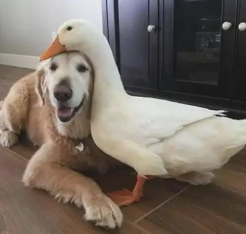 家里金毛老了,主人给他找了个小伙伴,看的出狗狗很开心