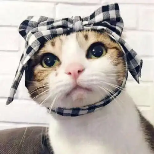 有没有可爱又不明显的情侣头像