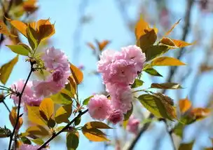 九龙坡三大赏樱地,遇见秒速五厘米的浪漫