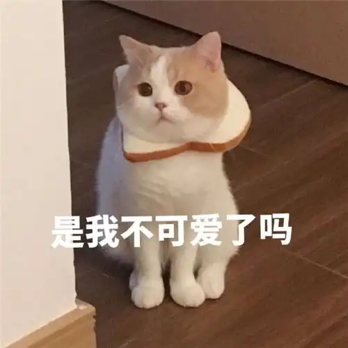 猫系女友表情包头像动漫