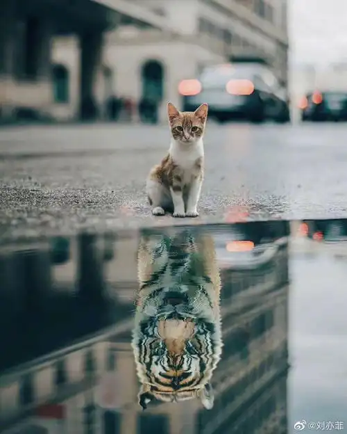 猫倒影老虎高清头像