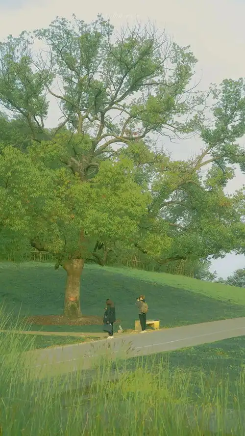 绿色系列治愈壁纸